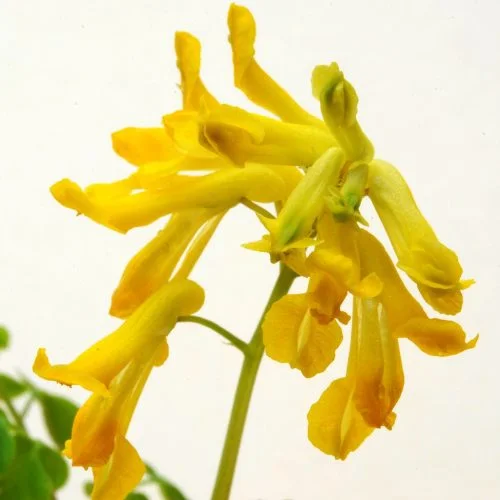 Corydalis Lutea flowering plant