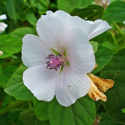 Marshmallow Root (Althaea officinalis)