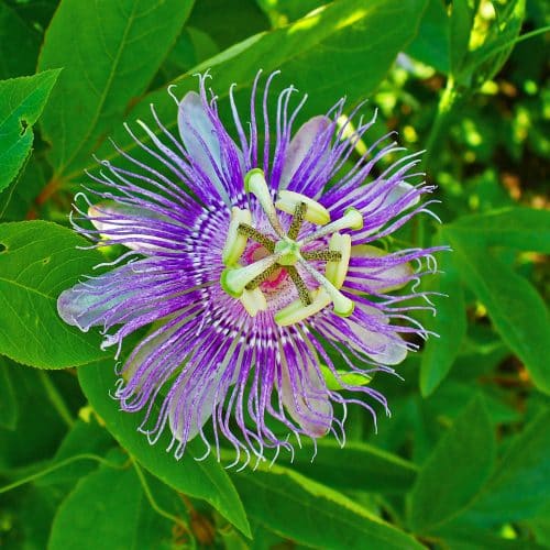 Passion Flower (Passiflora) bloom