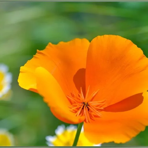 California Poppy (Eschscholzia californica) flower