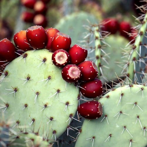 Prickly Pear cactus with fruit